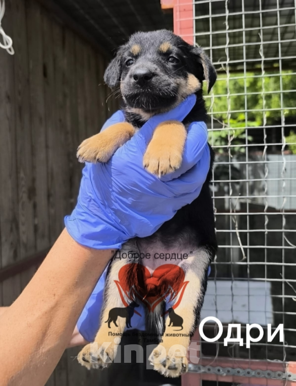 Собаки в Тамбове: Одри Девочка, Бесплатно - фото 2