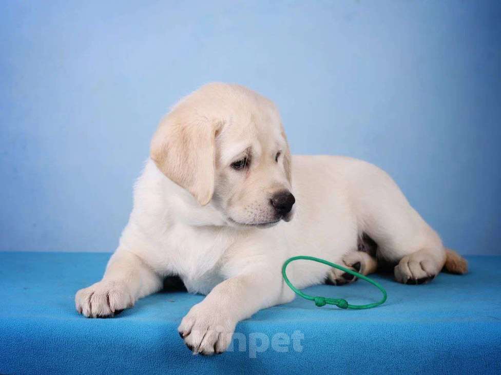 Собаки в других городах Ульяновской области: Щенки Лабрадора ретривера Разнополые, Бесплатно - фото 3