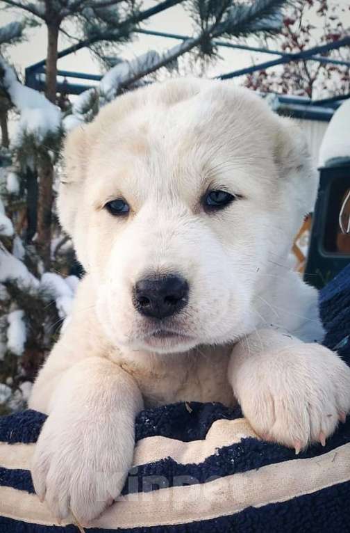 Собаки в Кургане: Средне азиатская овчарка Мальчик, 60 000 руб. - фото 1