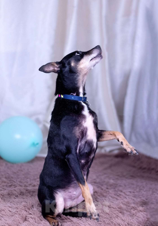 Собаки в Москве: Той терьер метис в дар Девочка, Бесплатно - фото 3