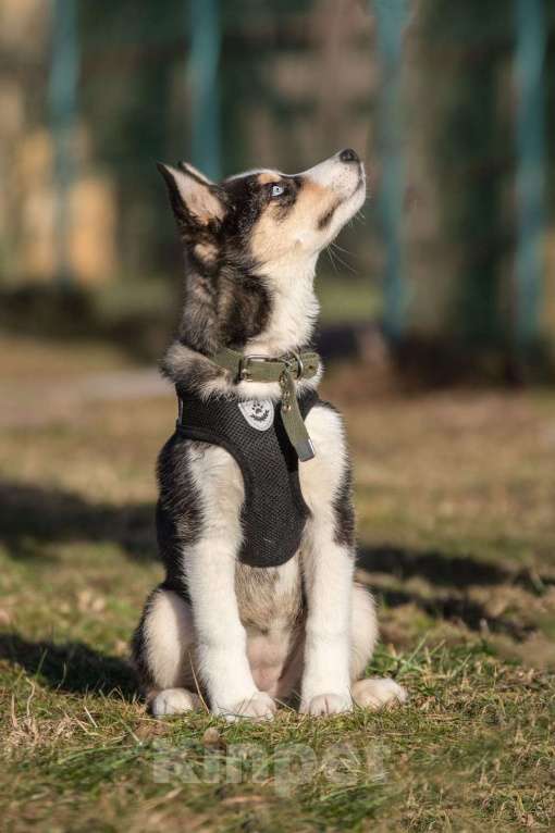 Собаки в Москве: Шейла, 4 месяца, метис хаски, в поиске семьи!  Девочка, Бесплатно - фото 4