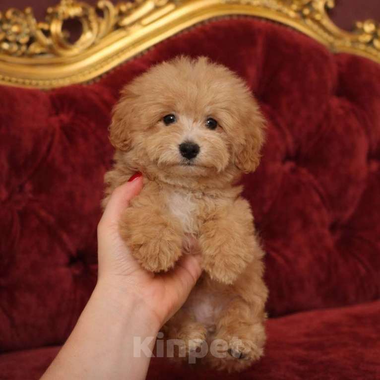 Собаки в Москве: Мальтипу мальчик Мальчик, 85 000 руб. - фото 4