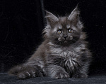 Кошки в Видном: Девочка мейн-кун черный дым Девочка, 95 000 руб. - фото 1
