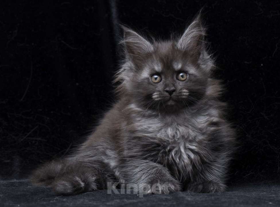 Кошки в Видном: Девочка мейн-кун черный дым Девочка, 95 000 руб. - фото 1