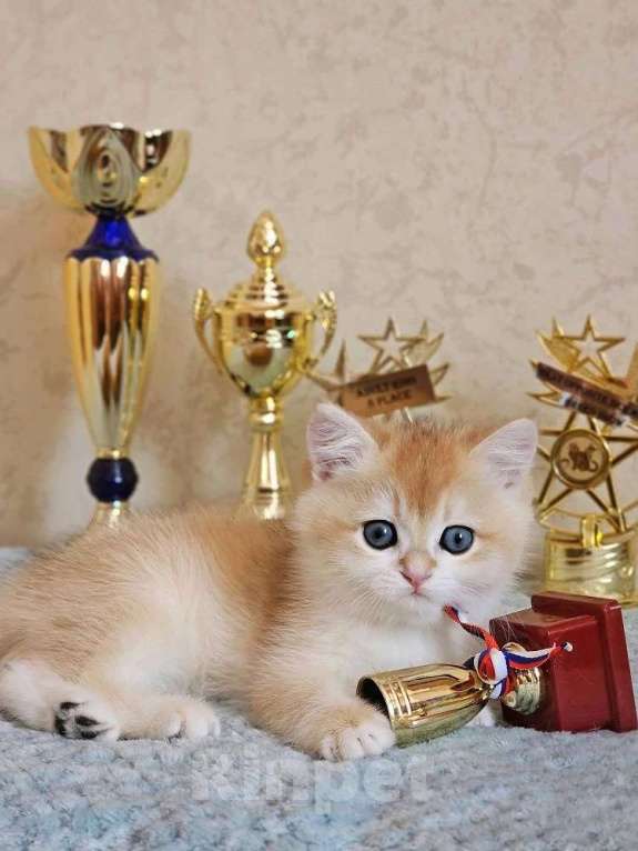 Кошки в Хабаровске: Британская девочка ny 12 золотая шиншилла Девочка, 50 000 руб. - фото 1