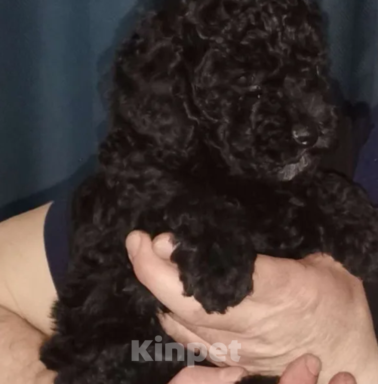 Собаки в Тольятти: продается щенок, 40 000 руб. - фото 1