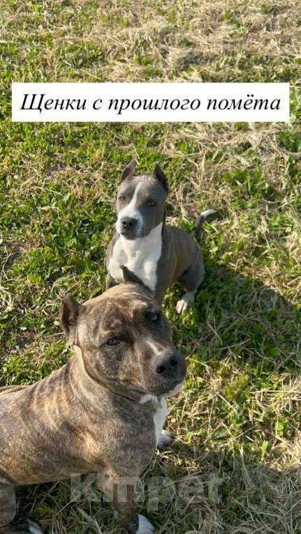 Собаки в других городах Краснодарского края: Щенки Амстаффа Мальчик, 10 000 руб. - фото 5