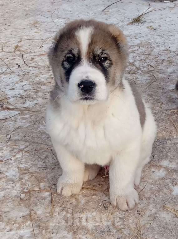 Собаки в Печоре: Кобель САО. Мальчик, 35 000 руб. - фото 3