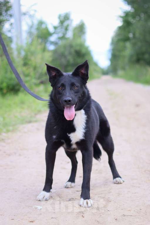 Собаки в Москве: Шерли, собака 2,5 года в добрые руки  Девочка, Бесплатно - фото 3