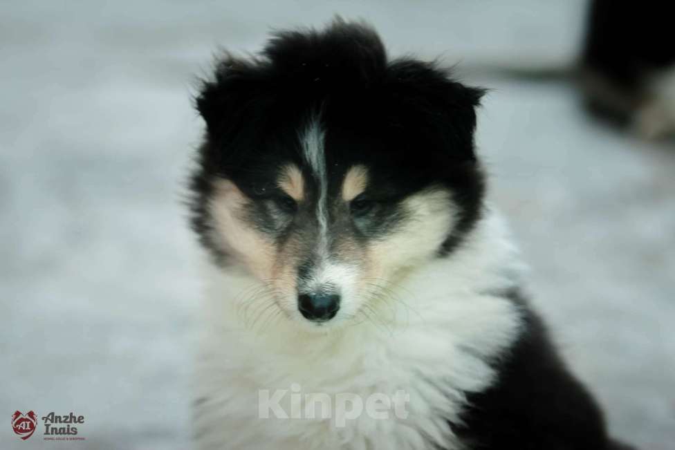 Собаки в Челябинске: Девочка колли  Девочка, Бесплатно - фото 3