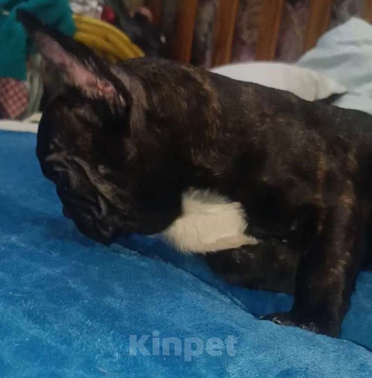 Собаки в Хадыженске: Мальчик Французский бульдог РКФ  Мальчик, Бесплатно - фото 3