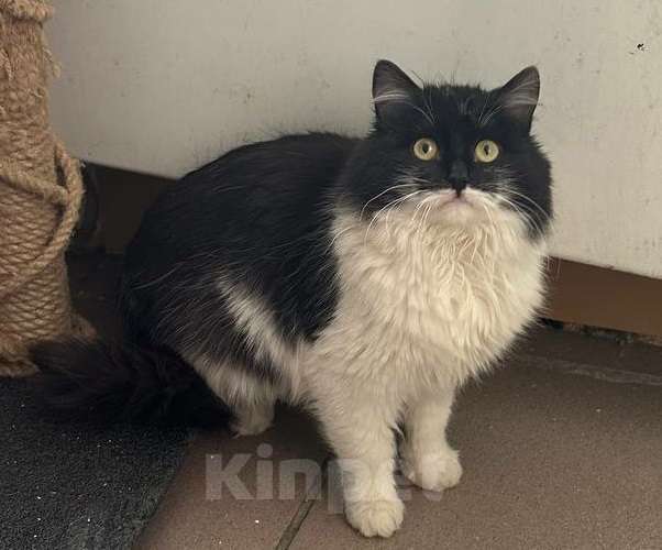 Кошки в Москве: Пушистая Марфуша Девочка, Бесплатно - фото 1