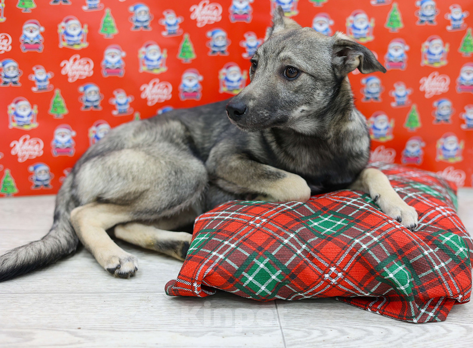 Собаки в Москве: Щенки бесплатно в Москве Девочка, Бесплатно - фото 3
