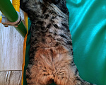 Кошки в Лангепасе: Кот Сибирский Тишка Мальчик, Бесплатно - фото 5