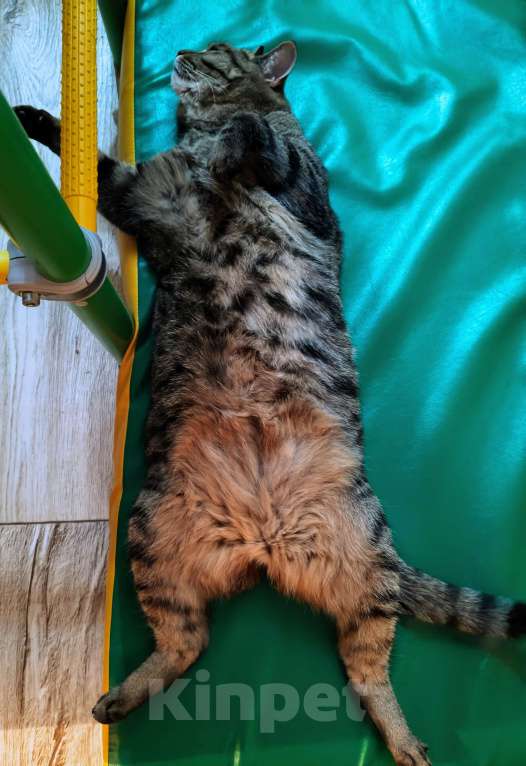 Кошки в Лангепасе: Кот Сибирский Тишка Мальчик, Бесплатно - фото 5