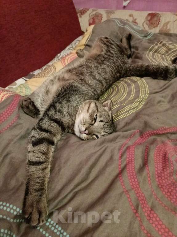 Кошки в Лобне: Отдаю даром срочно Мальчик, Бесплатно - фото 2