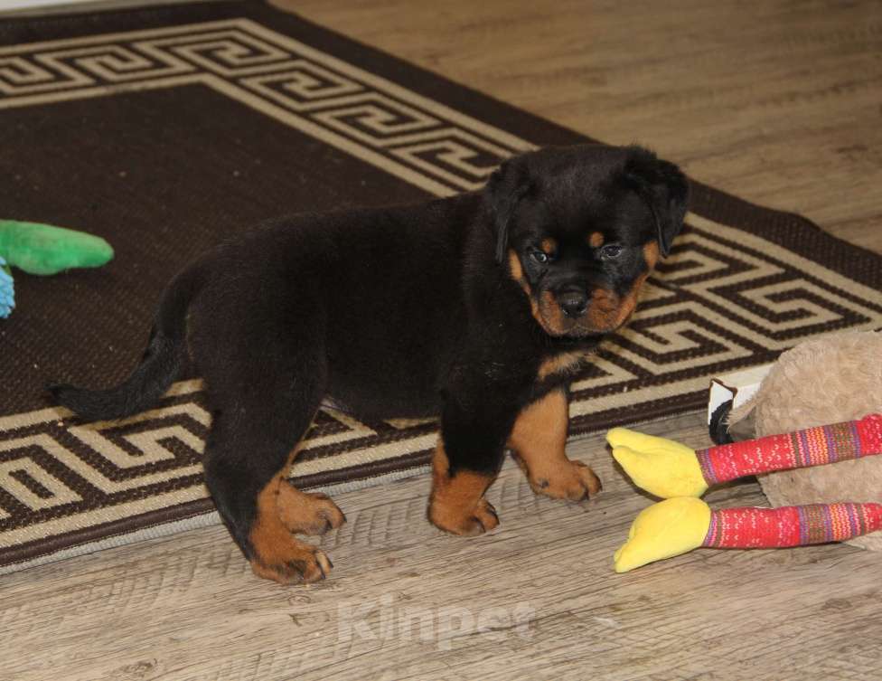 Собаки в Казани: щенок ротвейлера Девочка, 50 000 руб. - фото 2