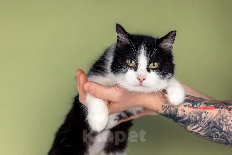 Кошки в Москве: Очаровательная ласкуша Рыбка в добрые руки Девочка, Бесплатно - фото 7