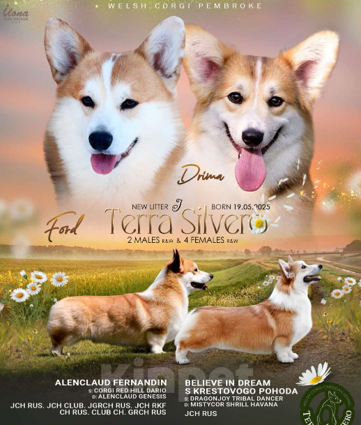 Собаки в Москве: Вельш корги пемброк, девочка Девочка, 70 000 руб. - фото 5