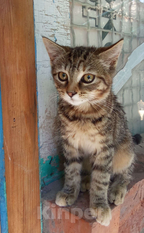 Кошки в Михайловске: Кошечка Веста 🩷 (4 месяца) - ищет дом и любимых хозяев Девочка, Бесплатно - фото 5