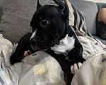 Собаки в Москве: Щенок амстаффа Мальчик, 85 000 руб. - фото 4
