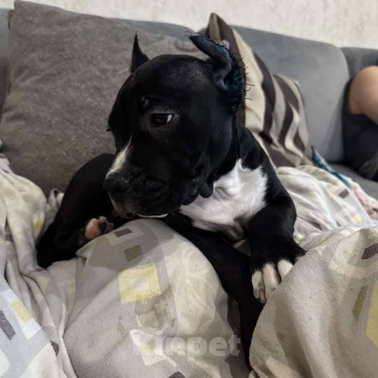 Собаки в Москве: Щенок амстаффа Мальчик, 85 000 руб. - фото 4