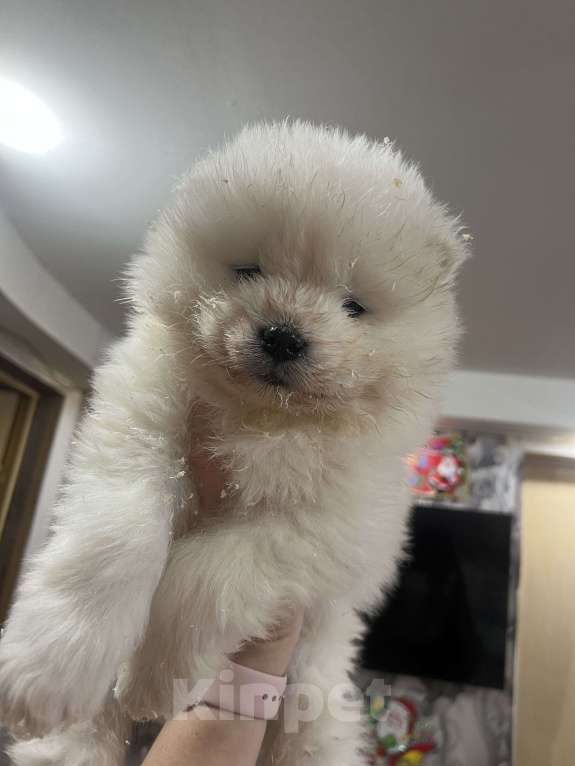 Собаки в Казани: Самоед Девочка, 60 000 руб. - фото 4