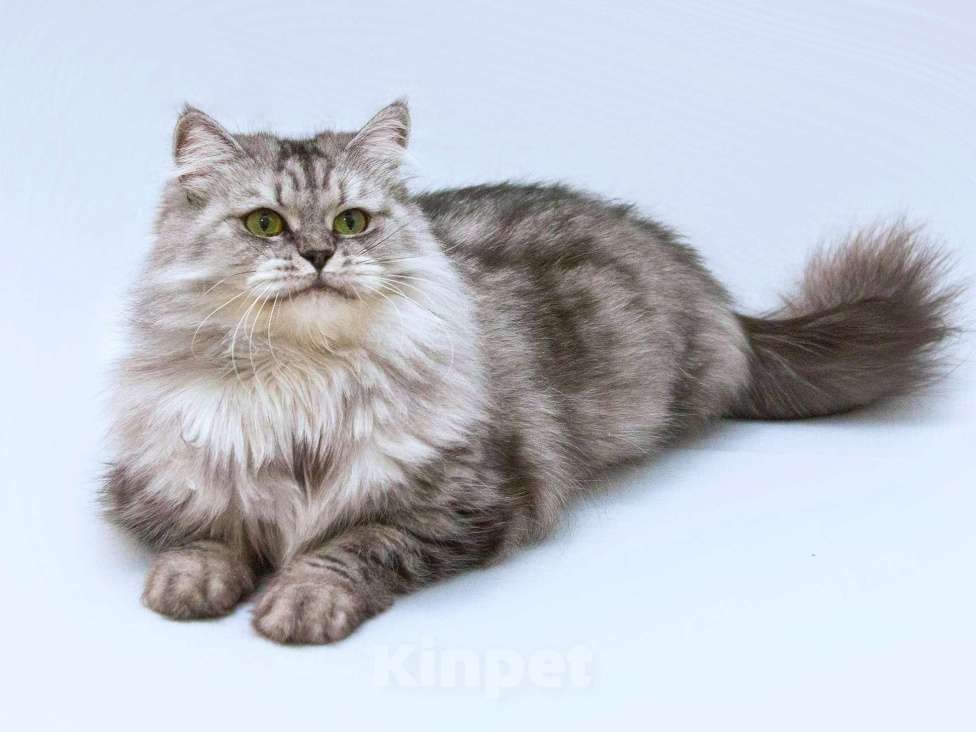 Кошки в Москве: Ласковая пушистая кошка Мисо в добрые руки Девочка, Бесплатно - фото 1