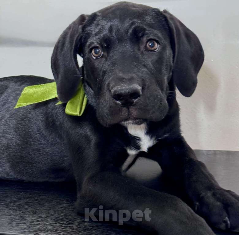 Собаки в Приморско-Ахтарске: Щенки кане корсо  Мальчик, 15 000 руб. - фото 4