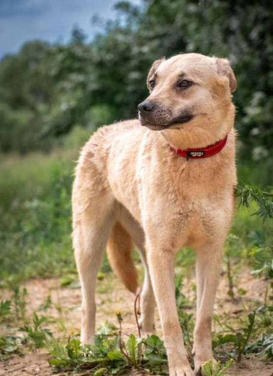 Собаки в других городах Владимирской области: Красавица Адель в добрые руки Девочка, Бесплатно - фото 4
