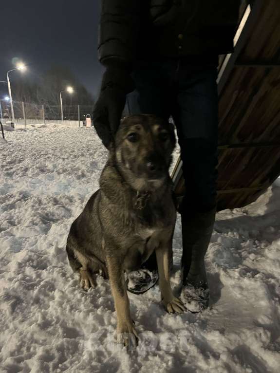 Собаки в Москве: Собака в добрые руки Девочка, Бесплатно - фото 7