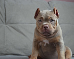 Собаки в других городах Тверской области: Американский Булли 6.09.2025 покет /стандарт  Девочка, 130 000 руб. - фото 1
