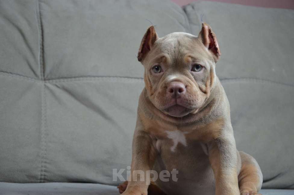 Собаки в других городах Тверской области: Американский Булли 6.09.2025 покет /стандарт  Девочка, 130 000 руб. - фото 1