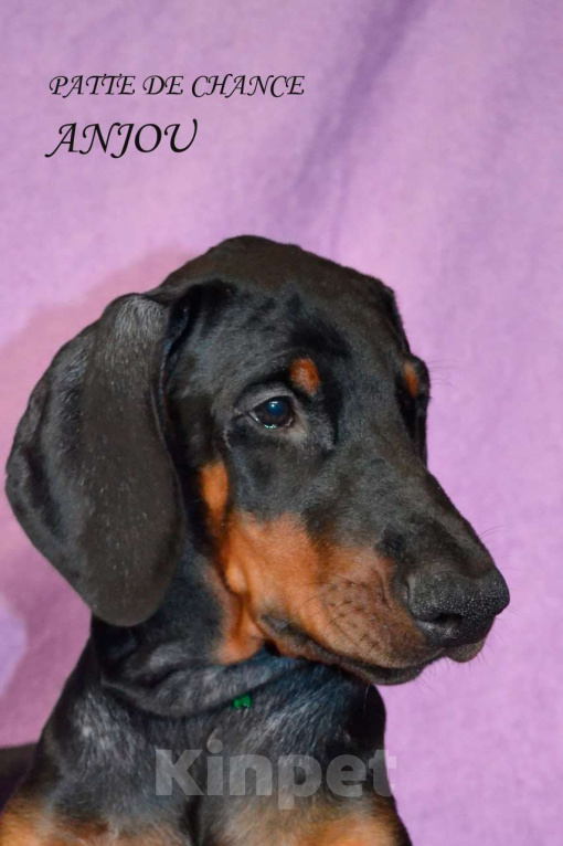 Собаки в Санкт-Петербурге: Щенок добермана Анжу Мальчик, 70 000 руб. - фото 4