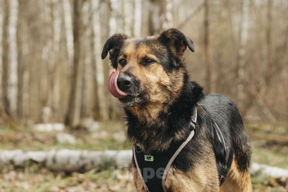 Собаки в Москве: Собака в добрые руки Мальчик, Бесплатно - фото 3