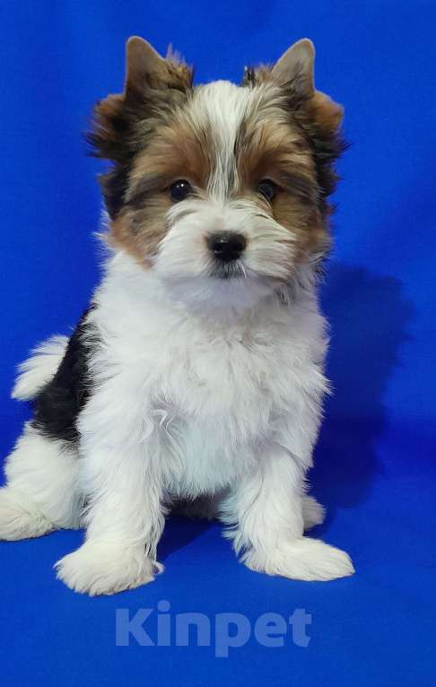 Собаки в Москве: Мальчик не крупный Мальчик, 50 000 руб. - фото 3