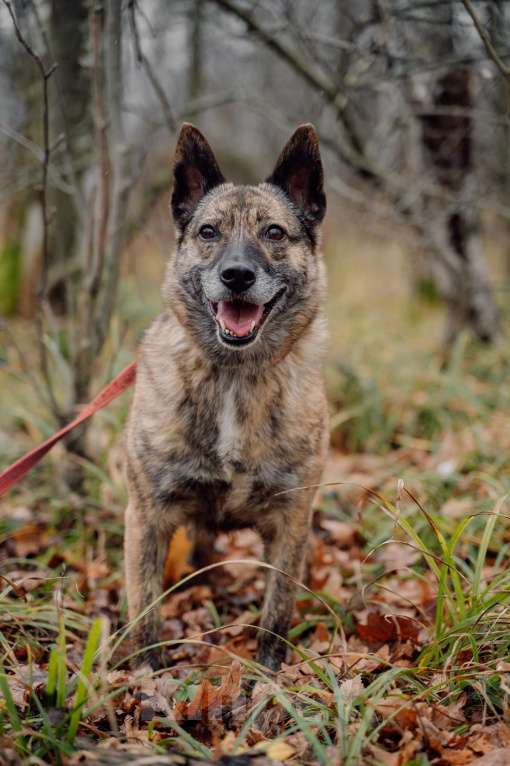 Собаки в Москве: Октавия Девочка, Бесплатно - фото 2