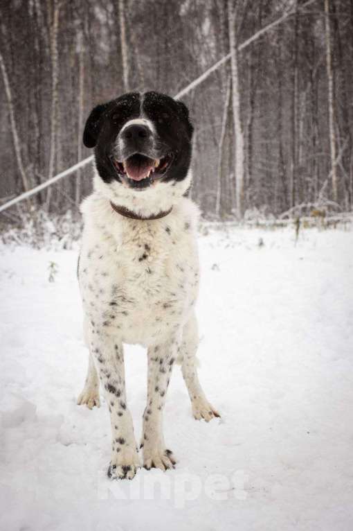 Собаки в Москве: Дайна, добрая и ласковая погибает в приюте Девочка, Бесплатно - фото 5