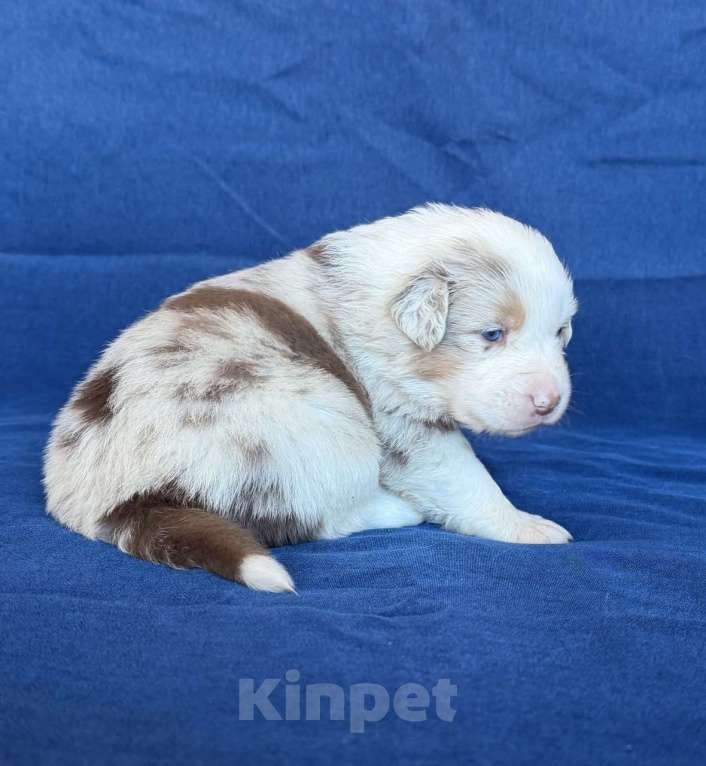 Собаки в других городах Новосибирской области: Щенки австралийской овчарки Девочка, Бесплатно - фото 4