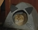 Кошки в других городах Ленинградской области: Шотланская вислоухая кошечка Девочка, 25 000 руб. - фото 1