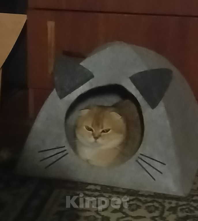 Кошки в других городах Ленинградской области: Шотланская вислоухая кошечка Девочка, 25 000 руб. - фото 1