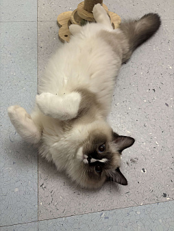 Кошечка рэгдолл