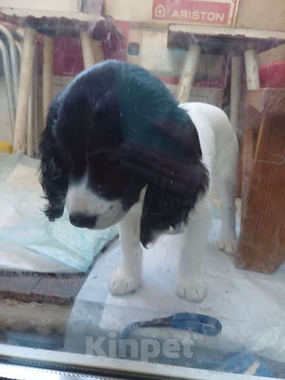 Собаки в Керчи: Срочная продажа Девочка, 8 000 руб. - фото 1