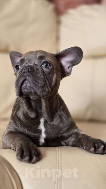 Собаки в Краснодаре: Французские булочки Мальчик, 50 000 руб. - фото 3