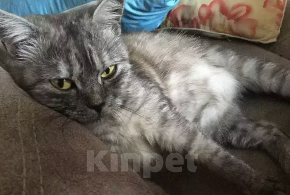 Кошки в Ростове-на-Дону: Потерялась Моя любимая Стася Девочка, 20 000 руб. - фото 2