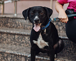 Собаки в Москве: Луи ищет дом Мальчик, Бесплатно - фото 2