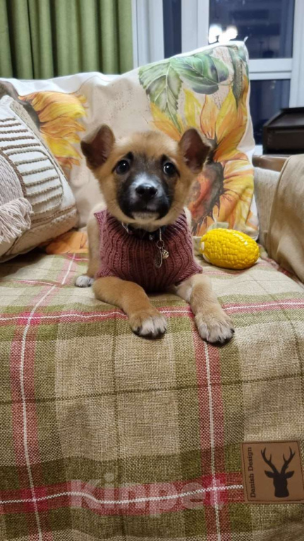 Собаки в Москве: Ищет дом отважная малышка Мо Девочка, Бесплатно - фото 7