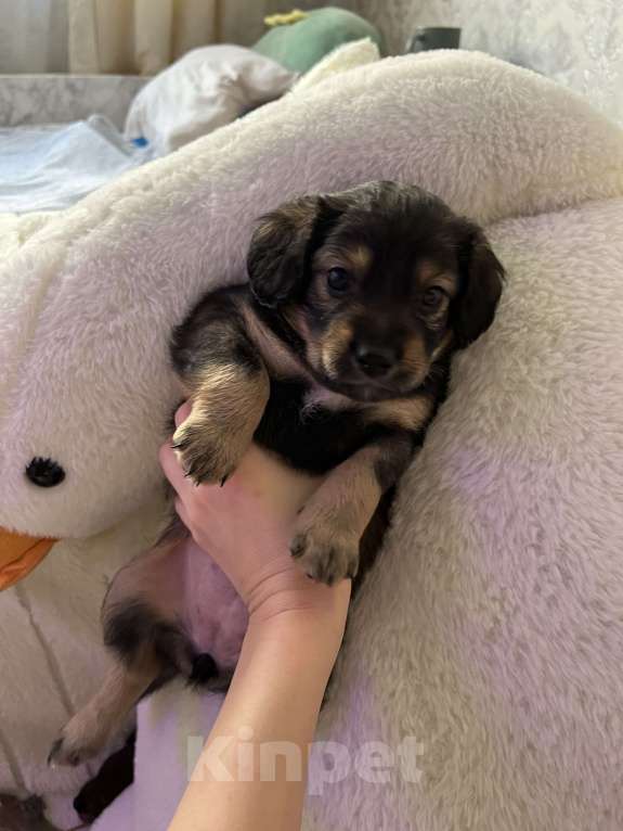 Собаки в Краснодаре: Щенок  Девочка, 1 000 руб. - фото 7