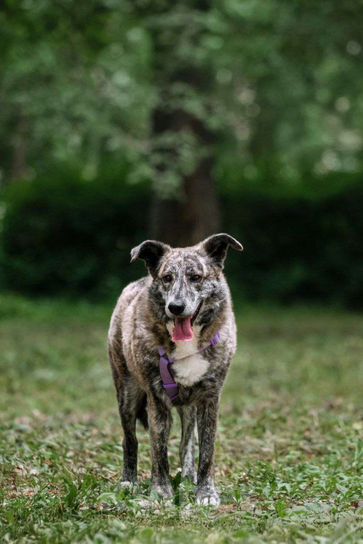 Собаки в Москве: Чудесная Верба ищет семью Девочка, Бесплатно - фото 2