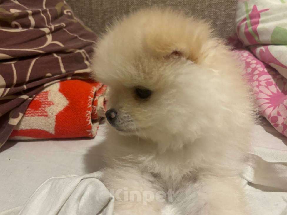 Собаки в Воронеже: Померанский шпиц мини белый Мальчик, 20 000 руб. - фото 7